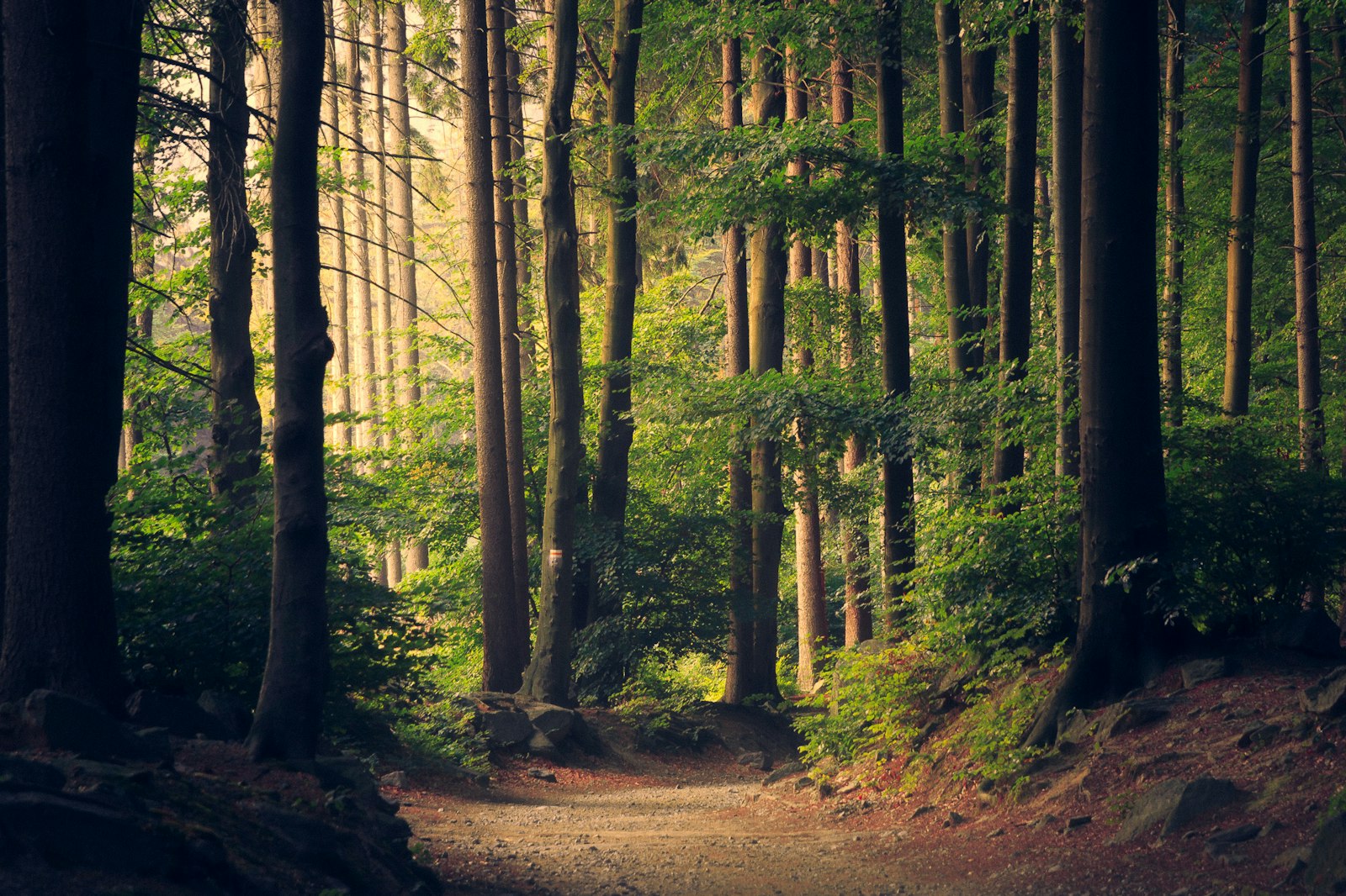 Pacific Northwest Rainforest